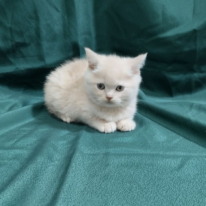 Шотландець прямовухий котик