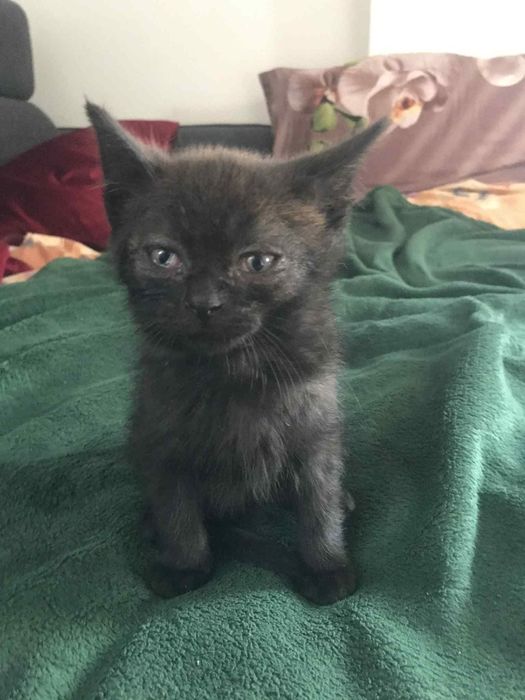 Oddam za darmo dwa kotki