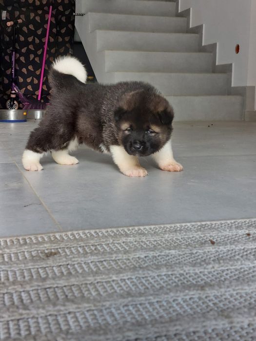 Akita Amerykanska FCI piesek