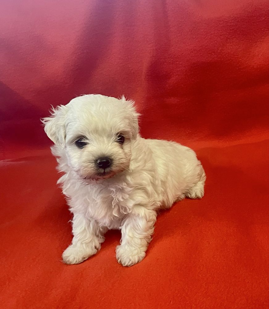 Bichon Maltês Maravilhoso