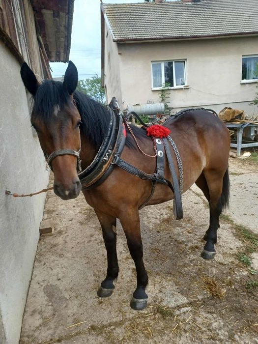 Sprzedam klacz pół śląską