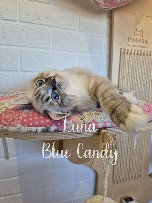 Kotka Ragdoll Luna Blue Candy Pl Warszawa Gotowa do odbioru FPL