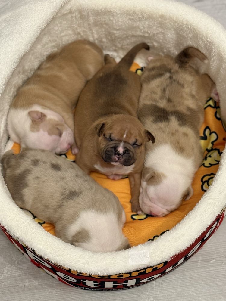 American Bully Pocket ABKC suczka