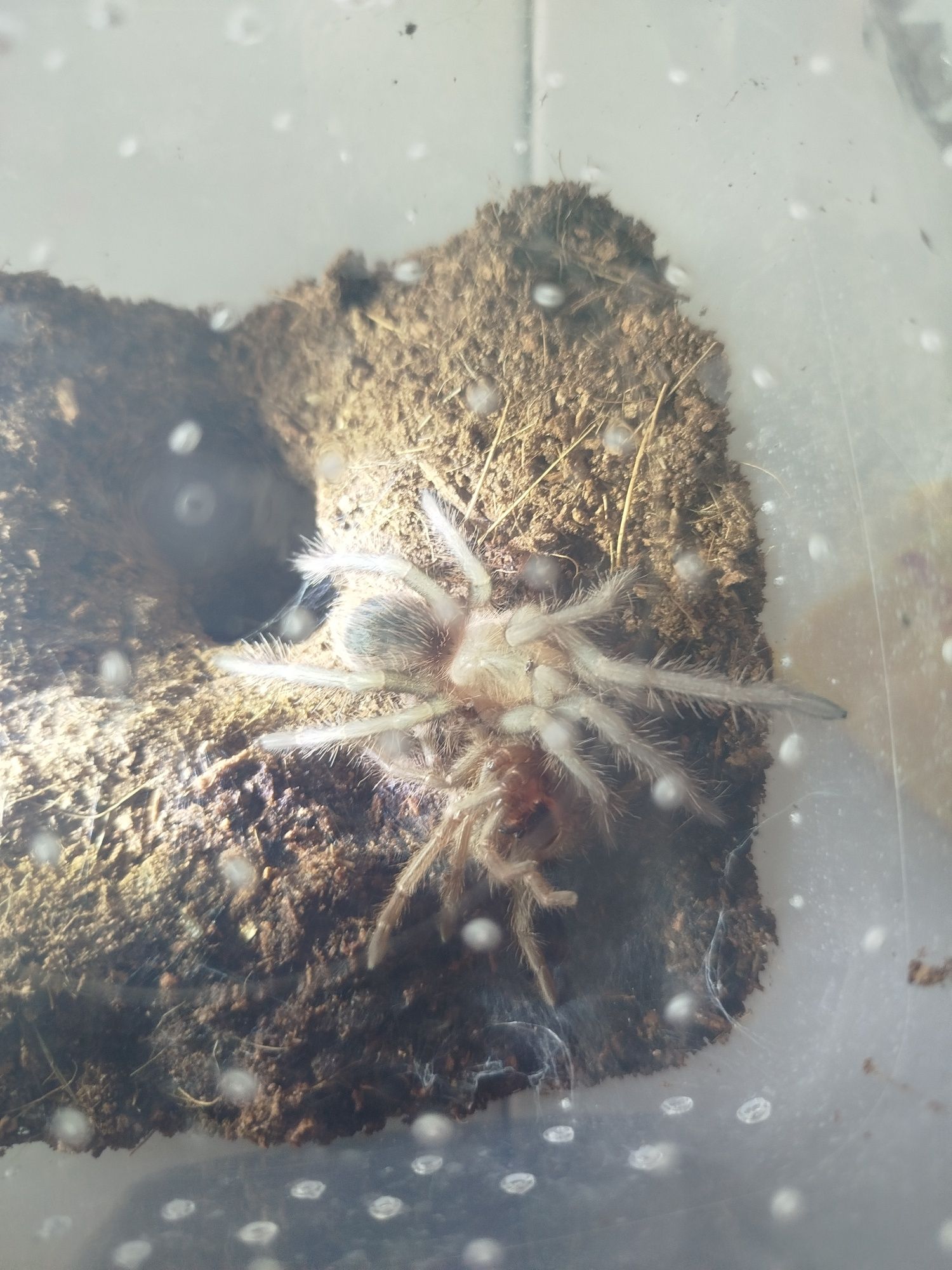 Lasiodore parahybana 3dc