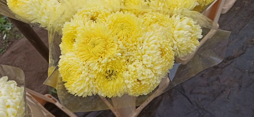 Chryzantemy cięte kremowe żółte małe paczka