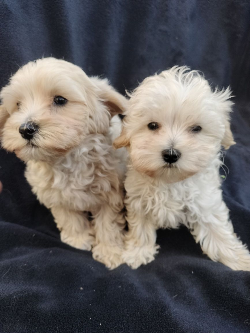 Maltipoo śliczny piesek