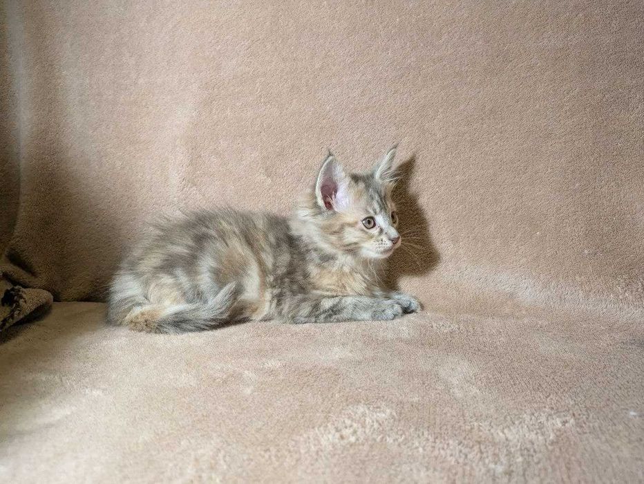 Кот Мейн - кун с документами . Вязка.