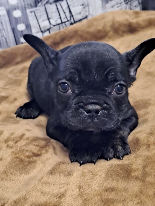 Szczeniak buldog francuski piesek