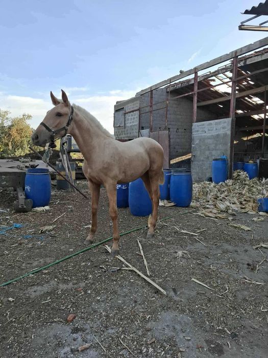 Poldra Lusitana palomina