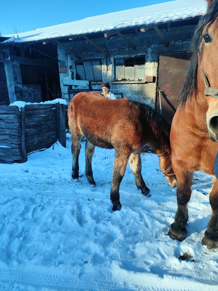 Źrebak ogierek sztum