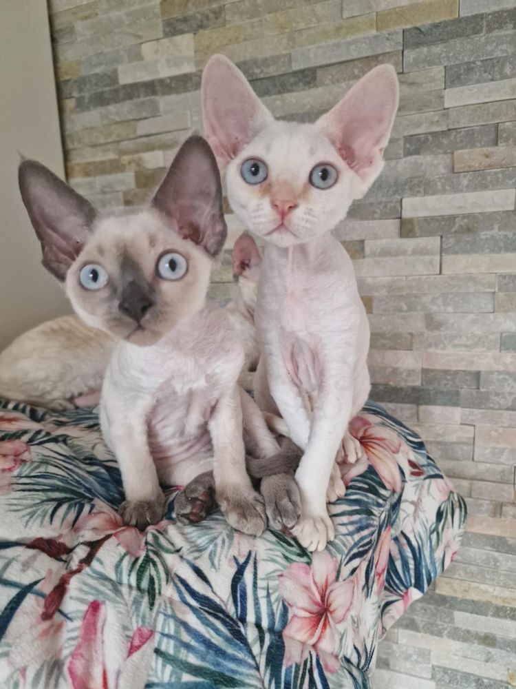 Devon Rex kot kremowy rudy