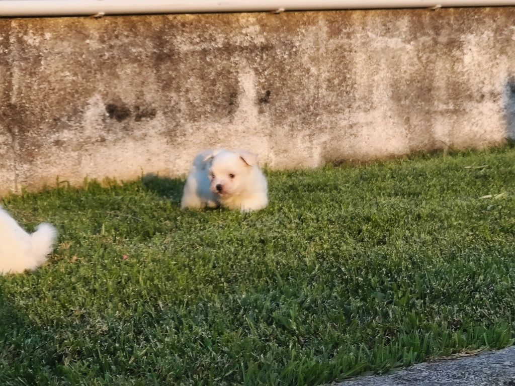 Bichon Maltês branquinho