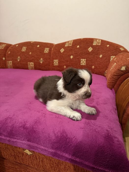 Piesek Border Collie