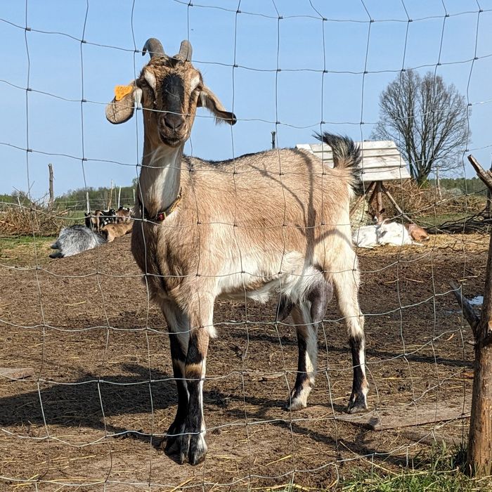 Kozioł cap Koziołki mix an anglonubijskie