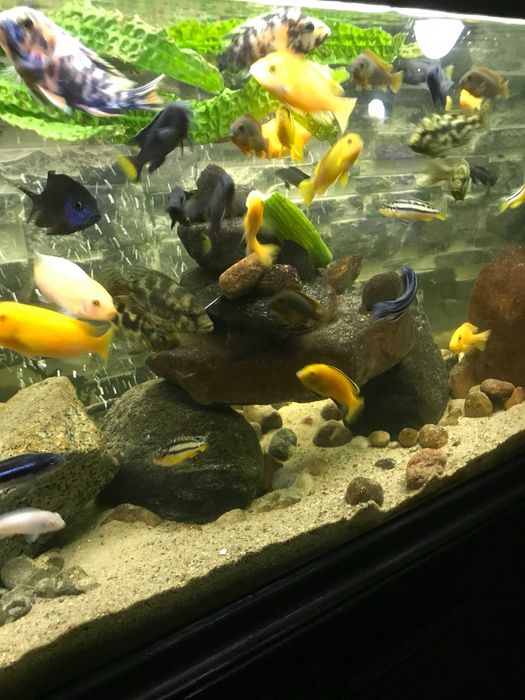 pyszczaki molinezje glonojady