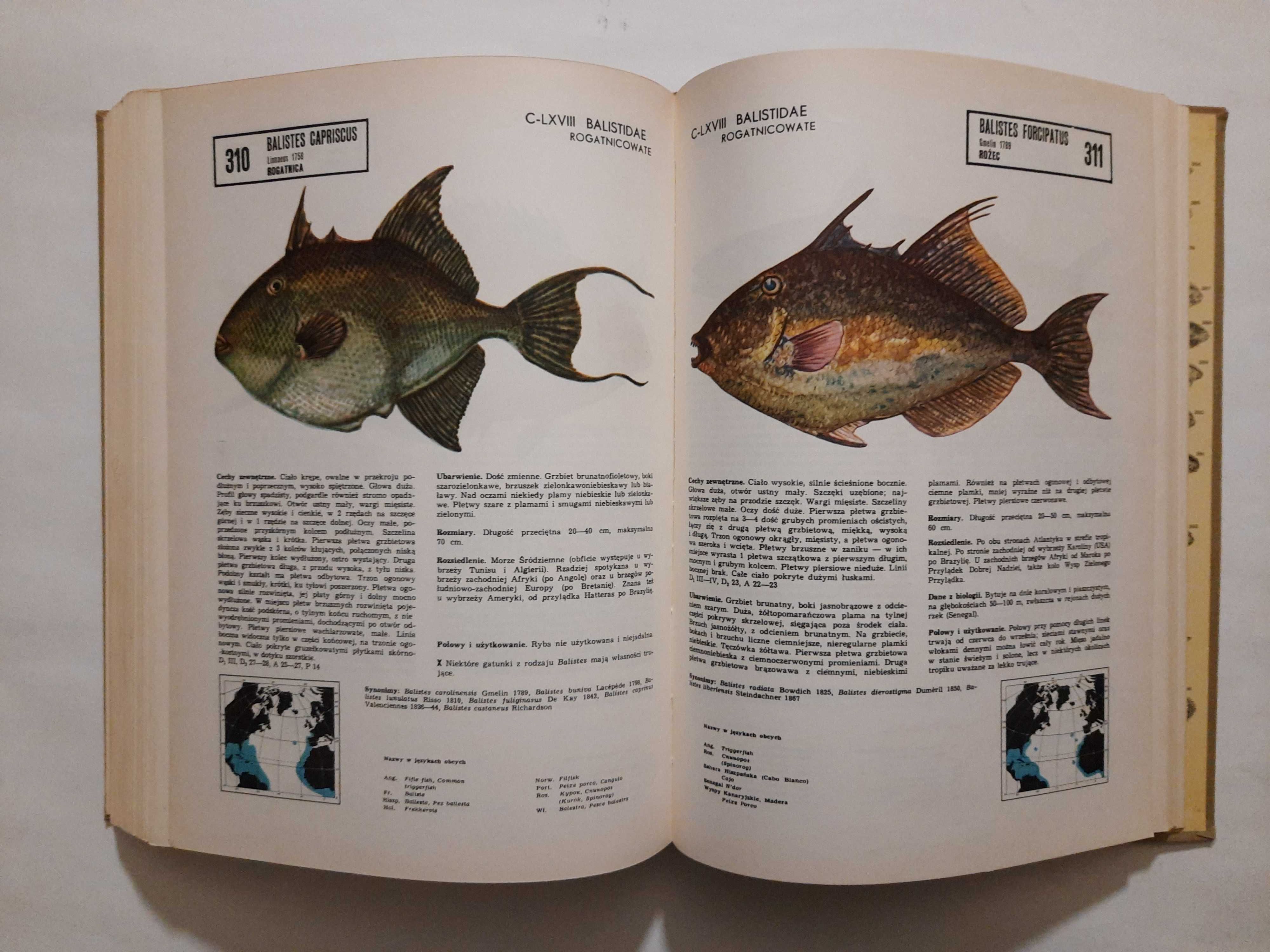Atlas ryb północnego Atlantyku-A.Klimaj, S.Rutkowicz