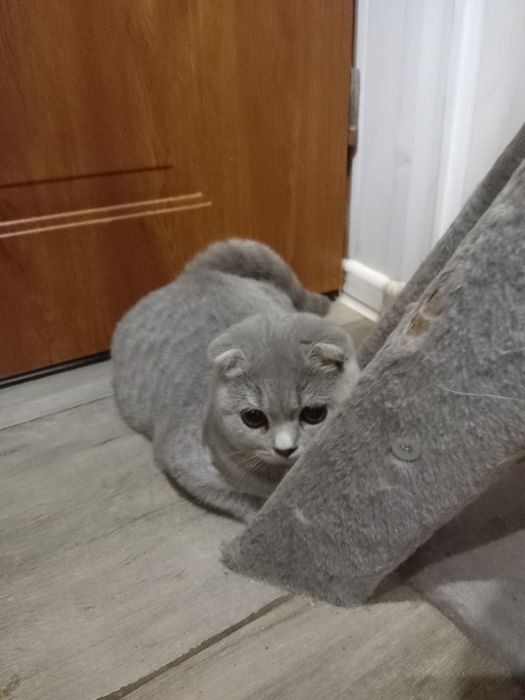 Kocurek szkocki fold