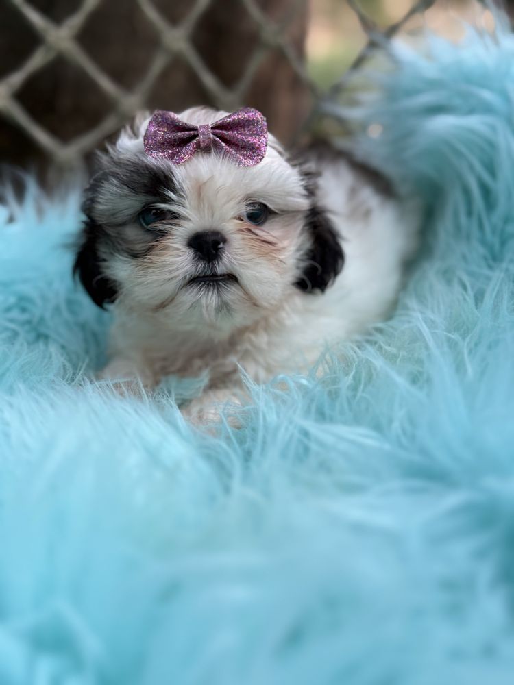 Shih - tzu Fêmea com lop