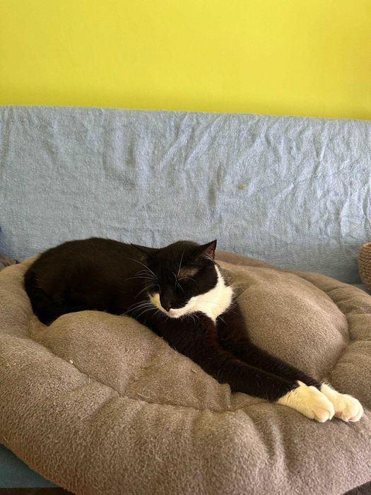 Spinek – idealny kot, który kocha ludzi szuka domu - kocur do adopcji