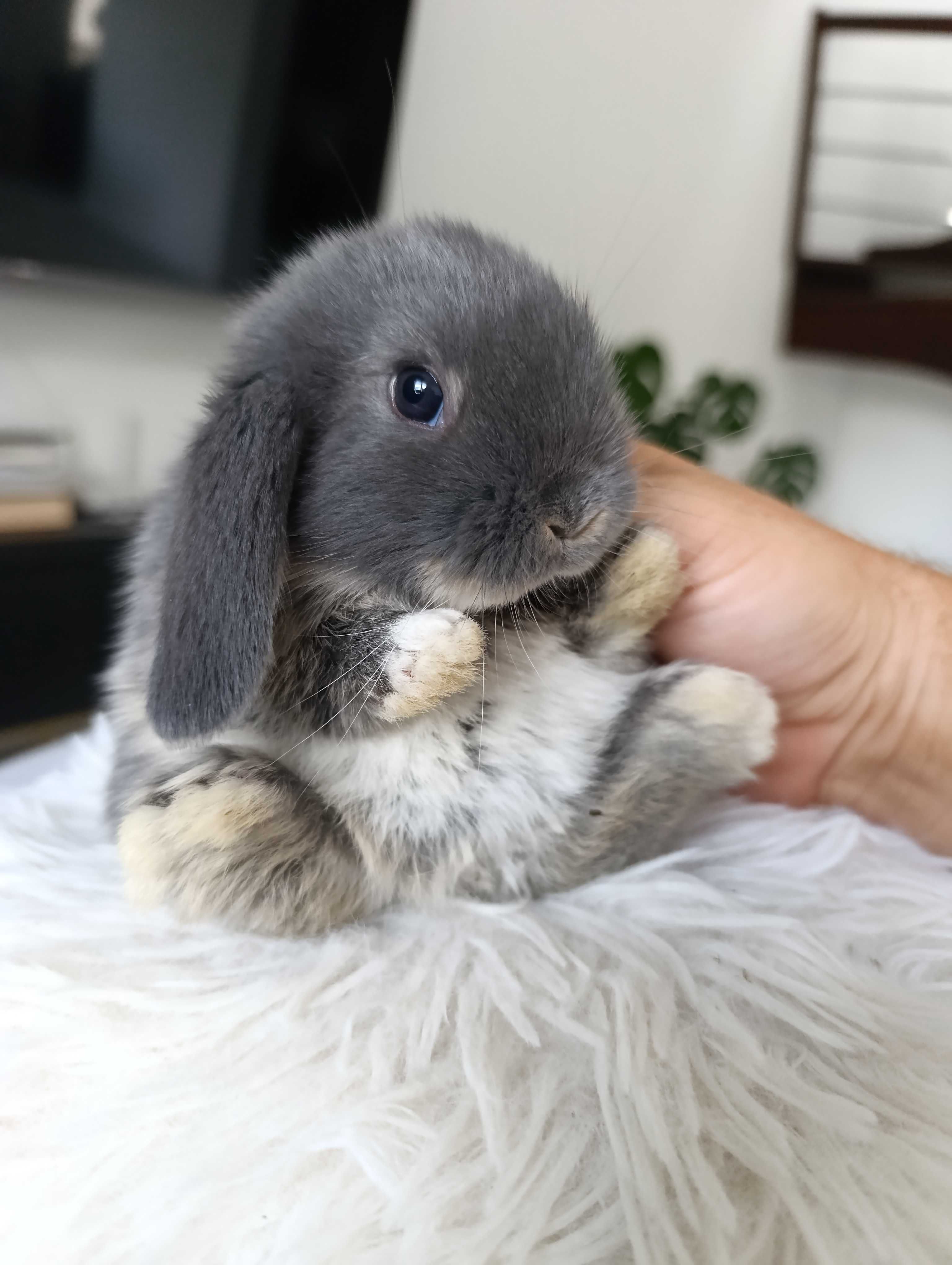 Mini lop karzełek Teddy hodowla zarejestrowana