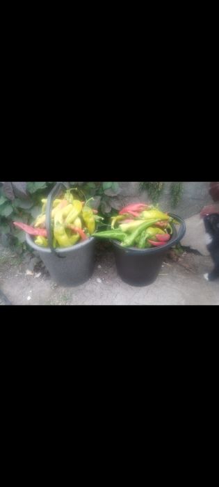 Продам перец горький