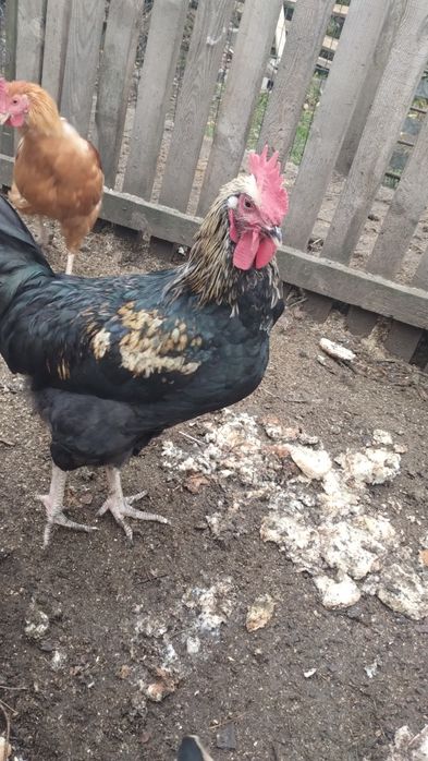 Sprzedam koguta rocznego