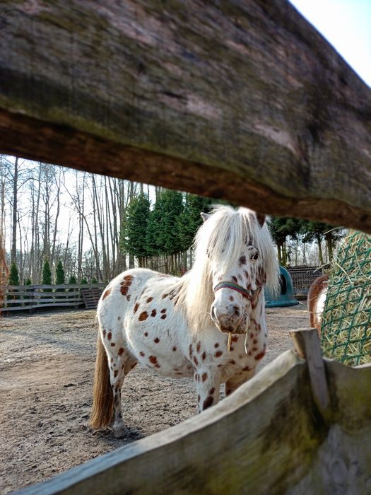 Sprzedam wałach kuca