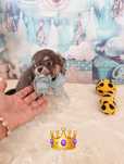chihuahua macho cor cinza (Azul) miniatura pêlo comprido c Pedigree