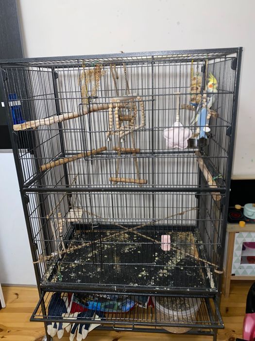 papugi nimfy i klatka zestaw