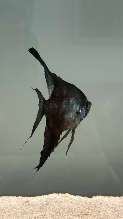 Peixe escalar Preto