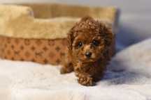 Pudel Teacup RED BROWN CHINESE LINE dziewczynka gotowa do odbioru XXS