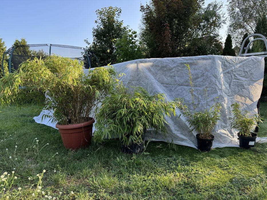 WYPRZEDAŻ Bambus fargesia rufa, Pseudosasa Japonica taras do ogrodu
