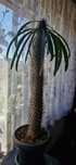 Pachypodium lamerei - palma Madagaskaru 1.2m