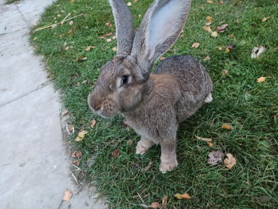 Królik Belgiski samce i samice