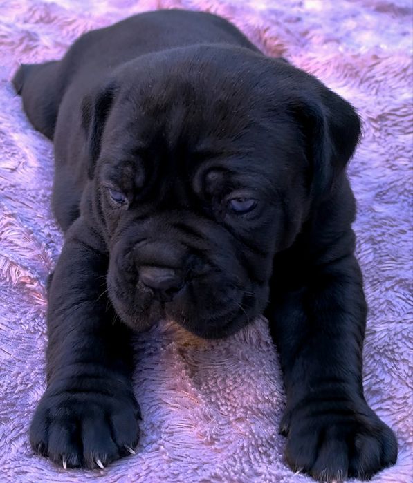 Cane Corso Hodowla San Diego DW