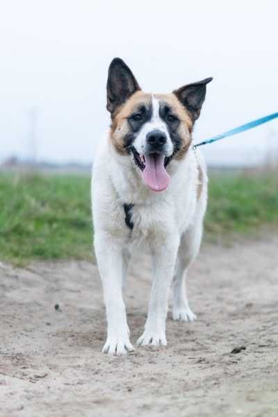 Przyjazna i młoda Wiki szuka domku