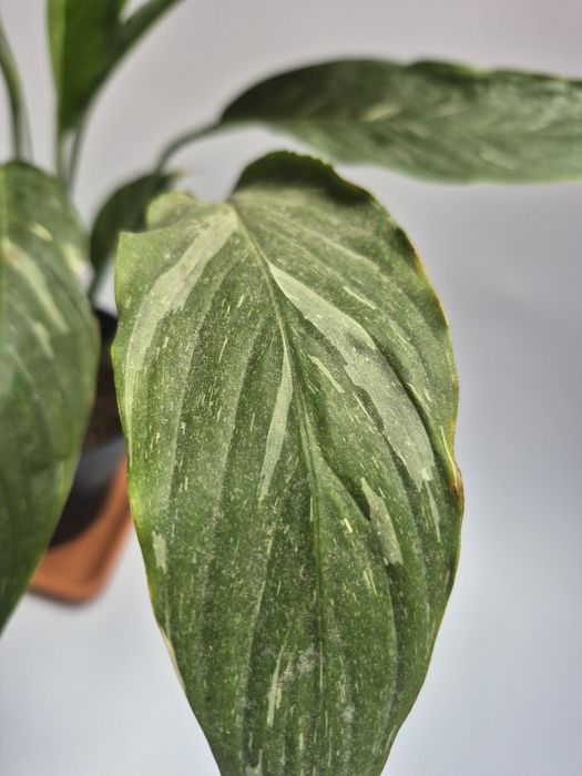 Skrzydłokwiat variegata