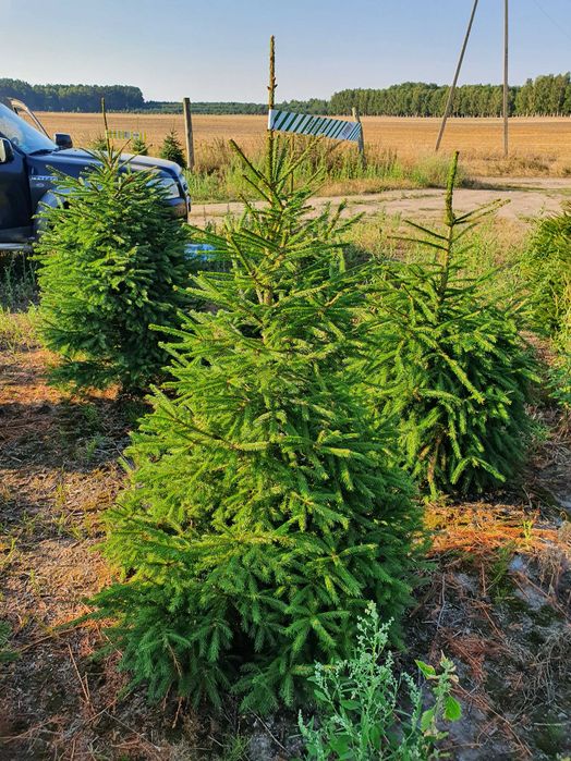 Świerk Pospolity Formowany cięty lub w donicy 80 - 250 cm / JODŁA