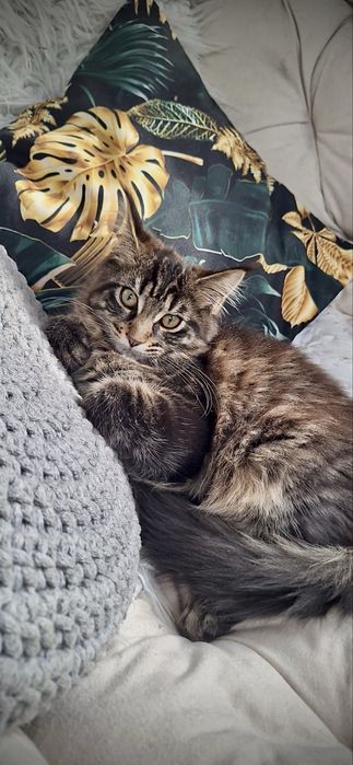Maine Coon kotka