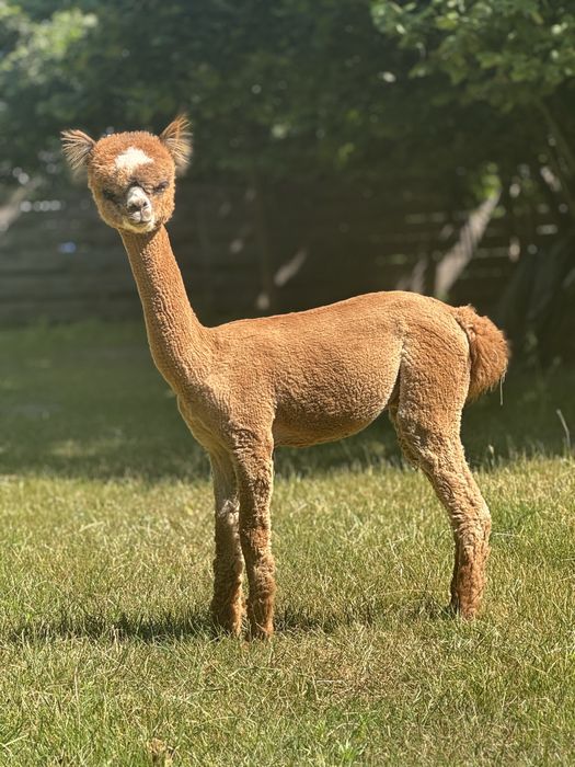 Młody Samczyk Alpaki
