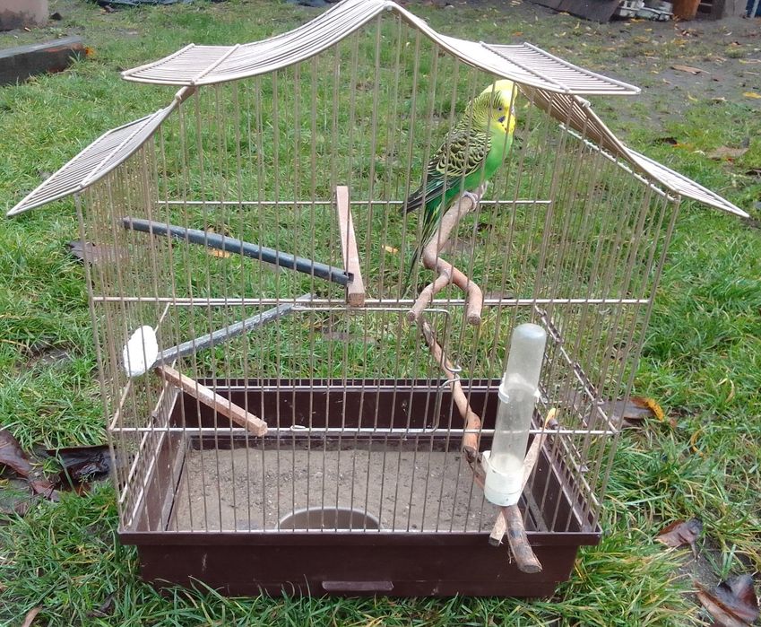 Papugi faliste z klatką