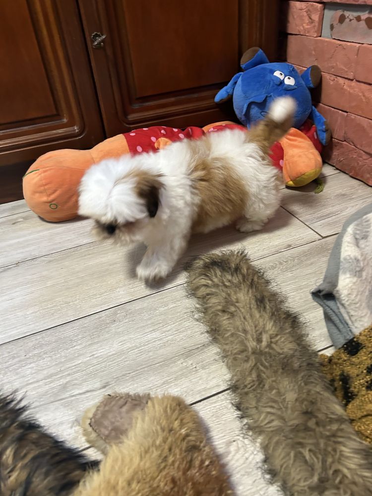 Shih Tzu z rodowodem