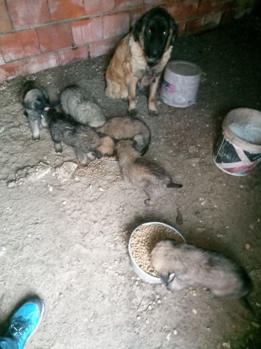 Cães Serra da estrela