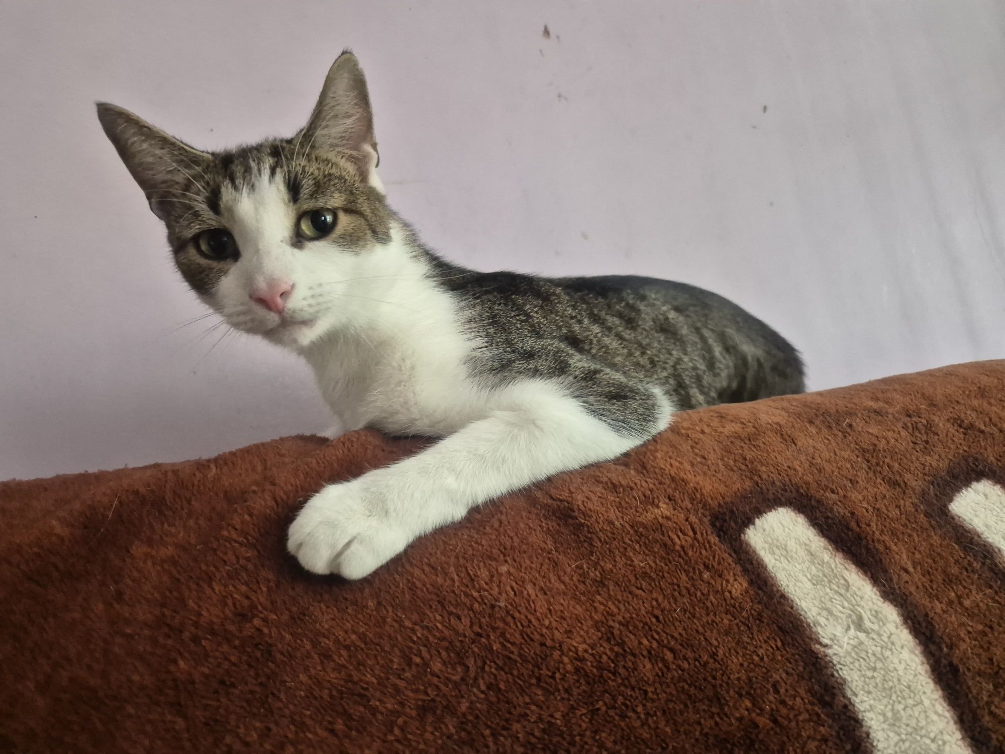 Ubiegłoroczny kocurek Fifek do pilnej adopcji.