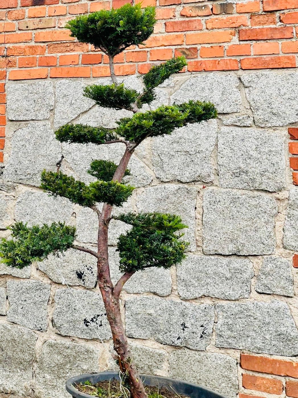Bonsai cis, jałowiec ,sosna