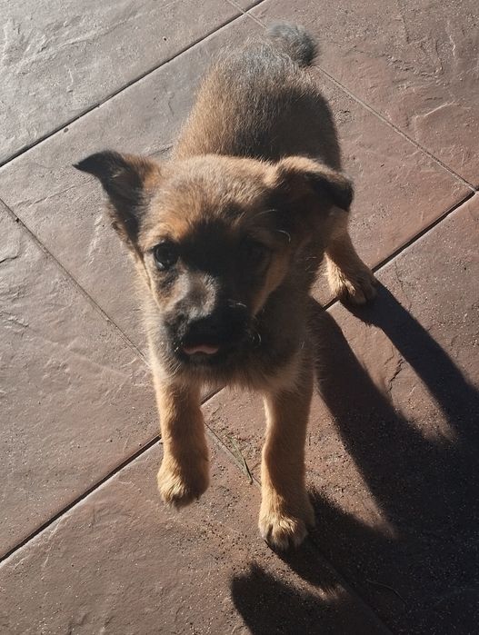 Urocza sunia szuka domu