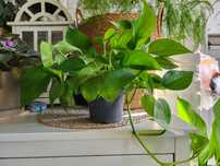 Epipremnum aureum złociste
