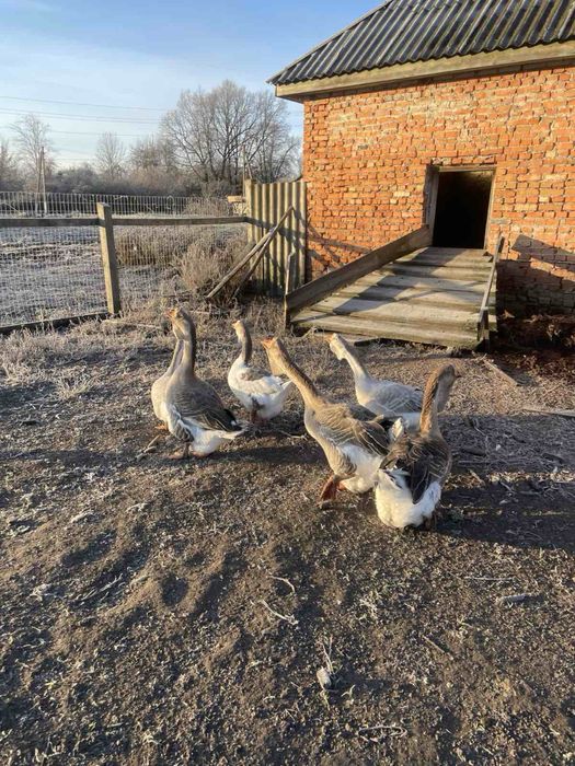 Холмогорські гуси