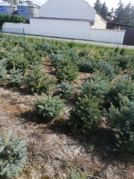 Świerk Srebrby Srebrzysty Iglaki Ocieszyn