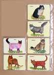 raças de gatos muito bom estado